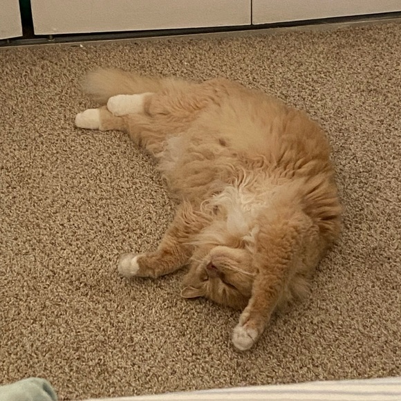 Meet your Posher, Anna - Picture 3 of 12